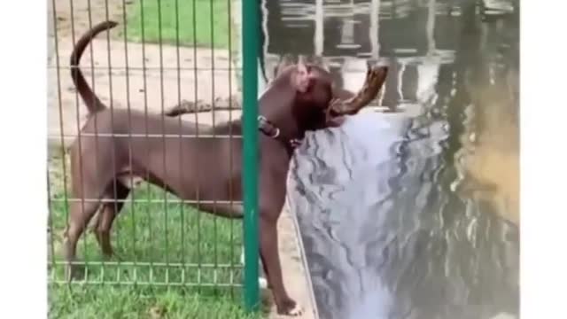 Smart Dog, Think people Think