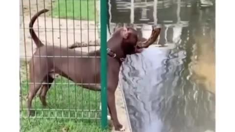 Smart Dog, Think people Think