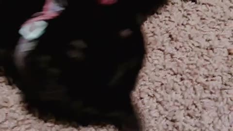 cute black cat is rubbing herself!