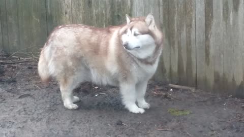 Handsome Red 158lb Alaskan malamute