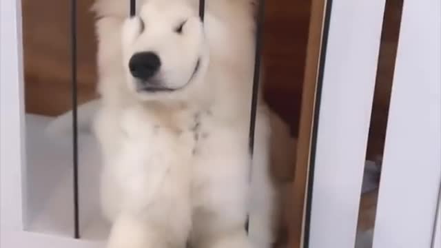 Funny🥰 cute💕 and Entertaining pet video