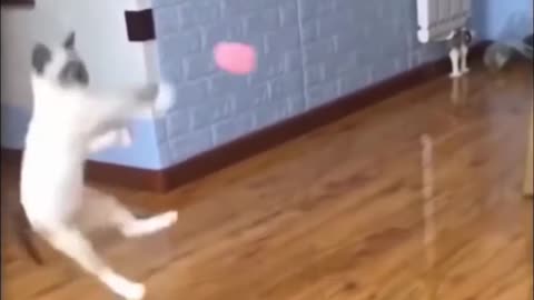 Cute cat training fight McGregor