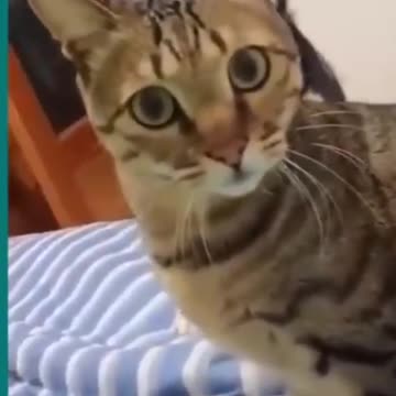 💞😆Cats and dogs fighting very funny😂|| Try not to laugh ||#shorts