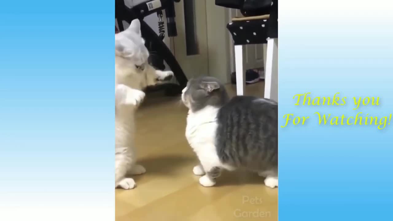 Cat and dog funny activities