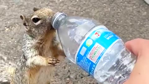 Thirsty Squirrel