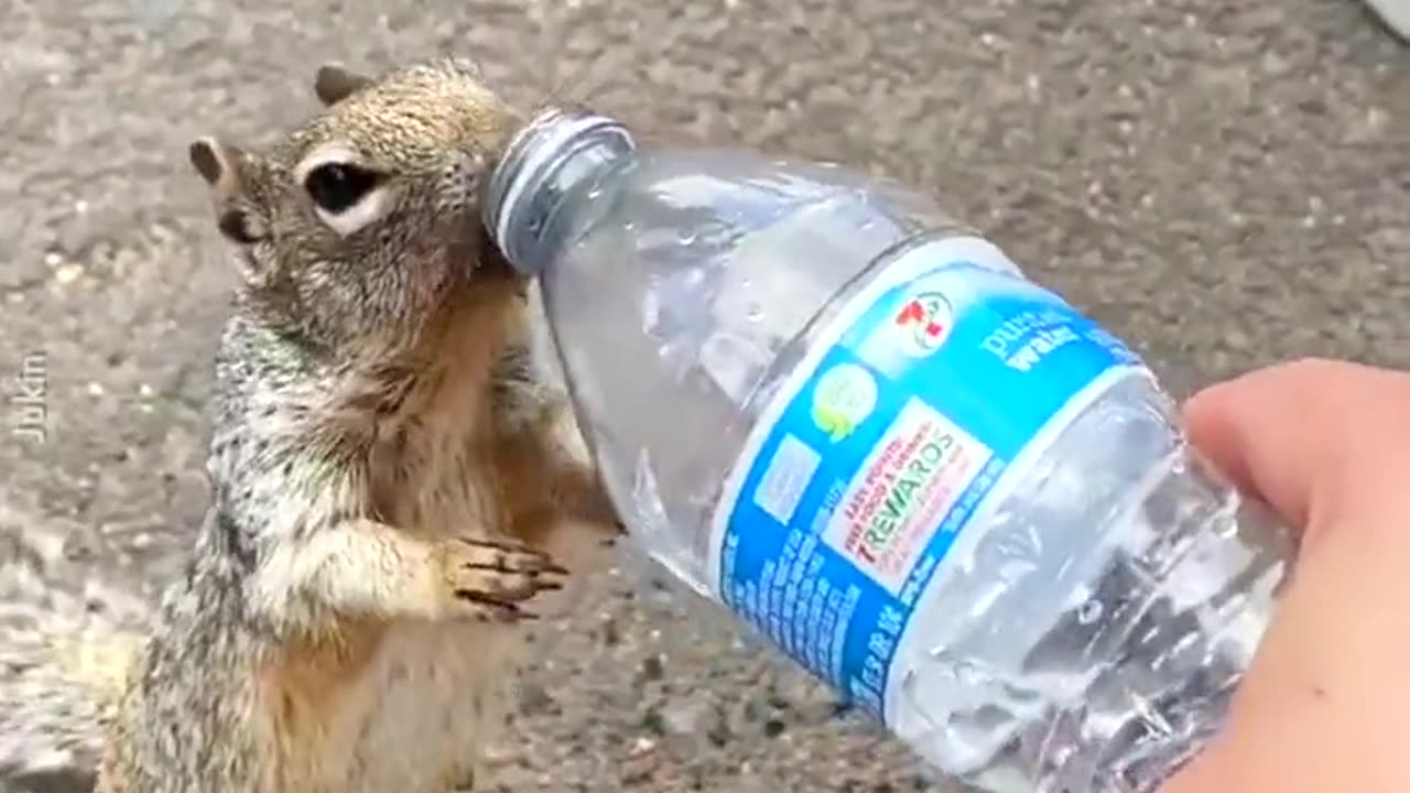 Thirsty Squirrel