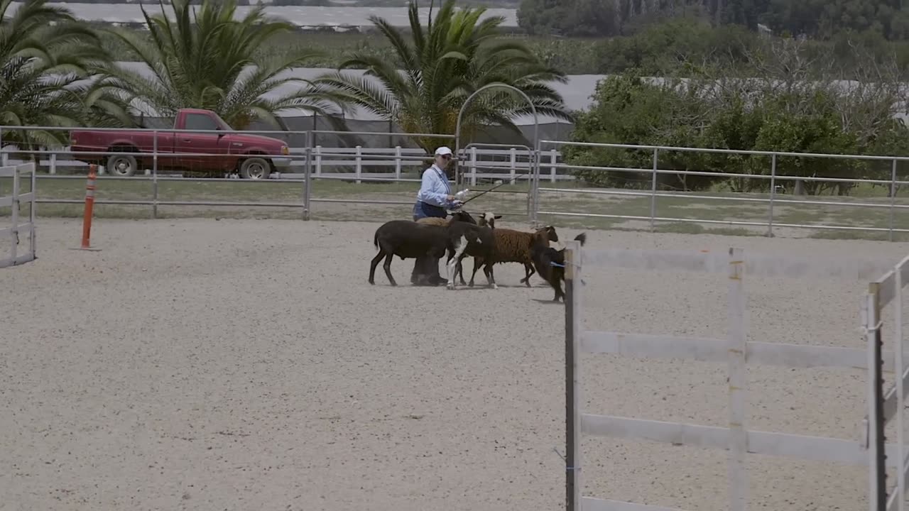 BORDER COLLIE THE WORLD'S SMARTEST DOGS