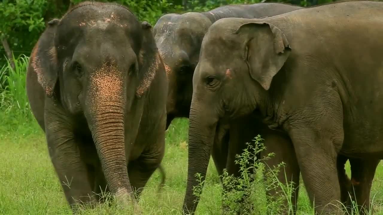 Funny elephant video