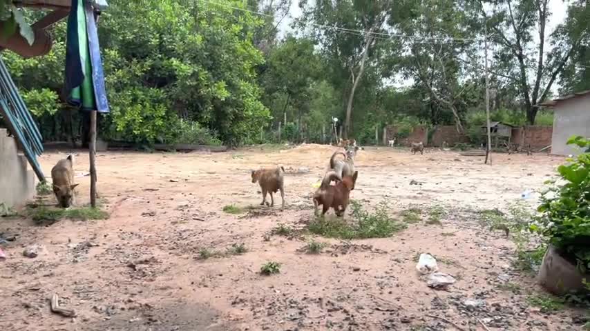 dogs fight