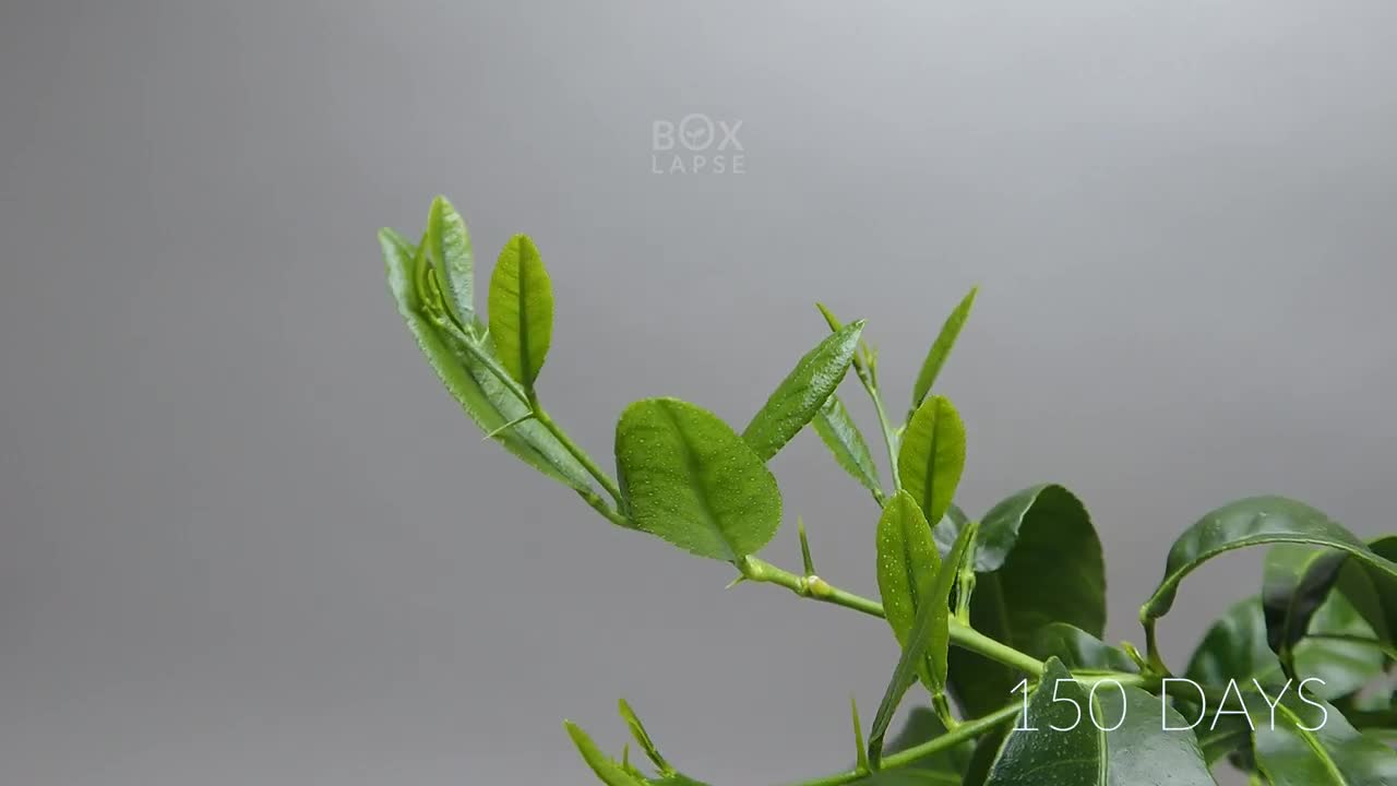 984 days in 8 minutes - Growing Plants Time-lapse Compilation