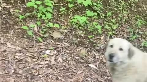 Woman encountering a very sweet pack of dogs on a mountain road.