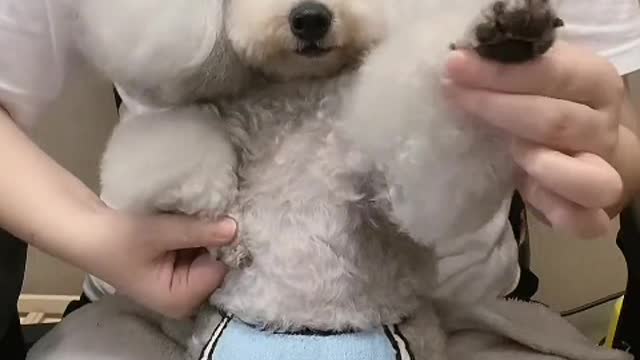 Cats and dogs are cute when they are round