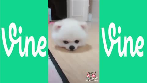 Try Not to Laugh - Puppies Edition #40