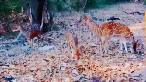 Deer on indian forest #deer #forest