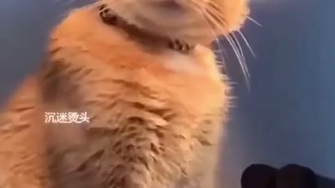 I've watched this video like 15 times and I still don't know if it's real or fake.