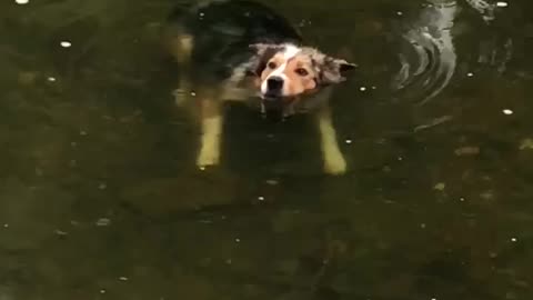 Chill Border Collie Loves Floating