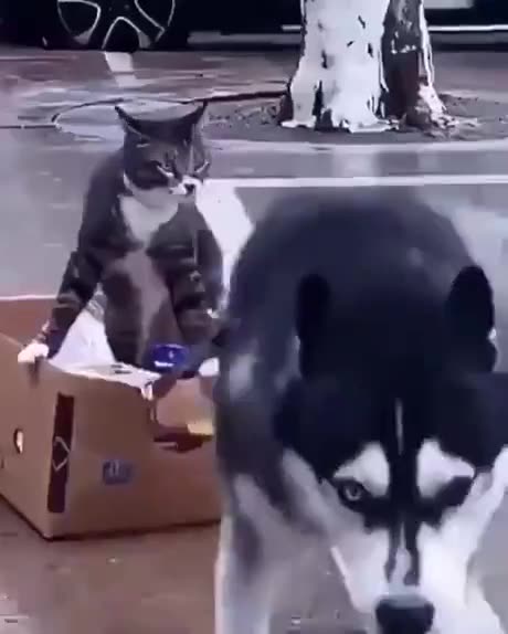 Cat Using Dog for Transport! #funnyanimals #wildwest #animalstyle