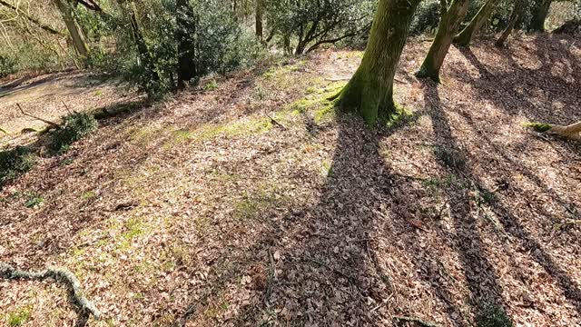 Castle hill. Godshill. New forest. Ironage fort.