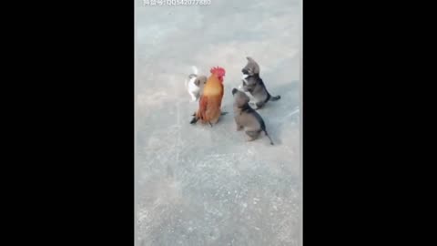 Chicken and Puppies