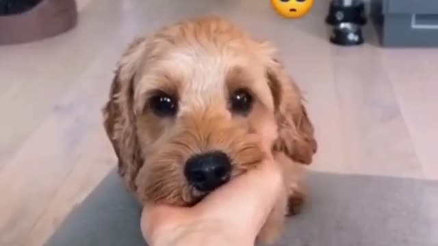 Handshake to sell cute dogs