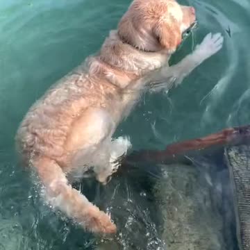 Talented dog flawlessly performs various water tricks