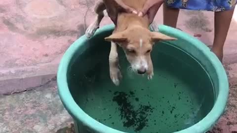 Funny Dog luna swimming training at home