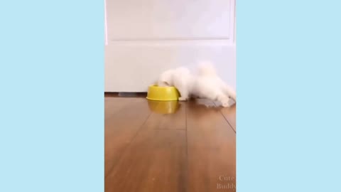 Try Not To Laugh At This Ultimate Funny Dog Video Compilation Funny Video