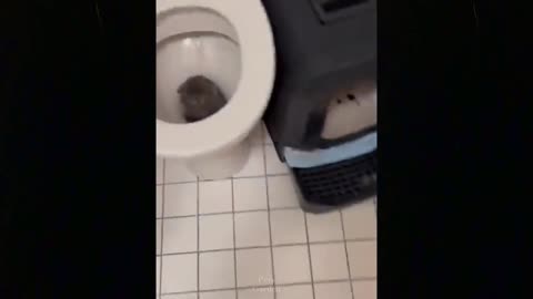 What this cat are doing here?!!!