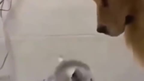 Life With Cats Is Full Of Laugh - Ultra Funny Cat Videos | Animals World |