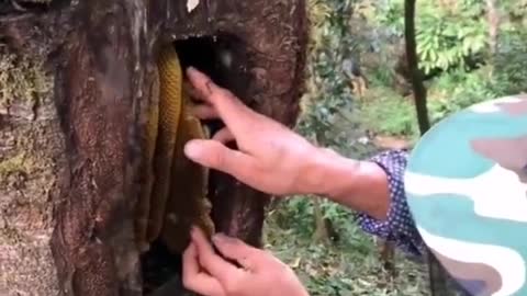 Wild honey harvesting