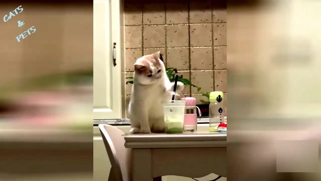 cat funny video