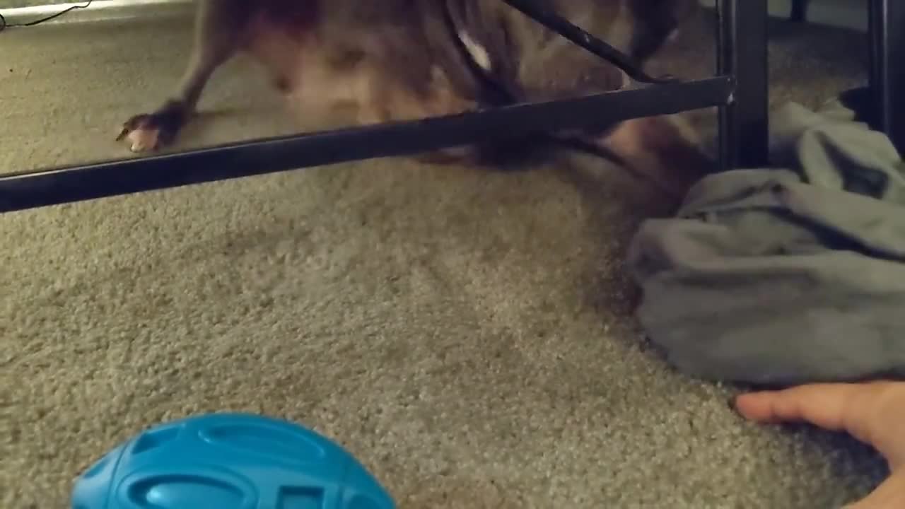 Talking Pitbull Dog Argues For His Toys Too Funny!! 127K views Zeusy The Pitty