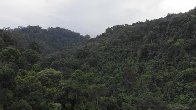 Palm oil production effect on Animal and Plant Life - Deforestation in Sumatra!