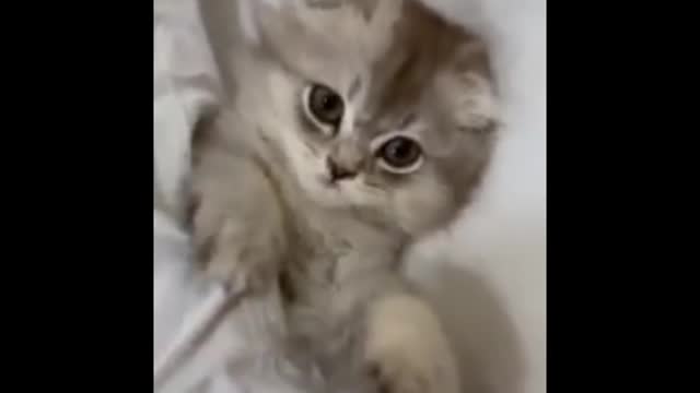 Top funny cat video