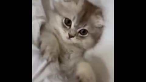 Top funny cat video