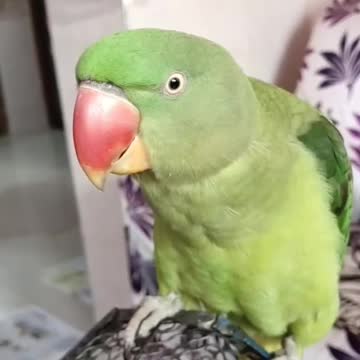 😂 OMG!! 😱 Funny And Cute Parrots 💗 Try not to laugh challenge 💗 #shorts #funny #cute #parrots #pets