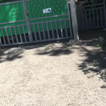 Kangaroo-collie jump :)