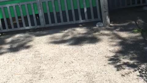 Kangaroo-collie jump :)