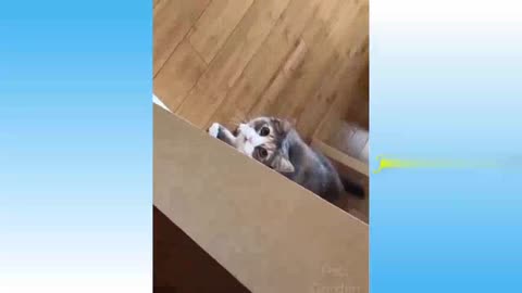 Cute Baby Cat Looks Naughty and funny