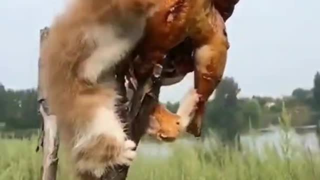 CAT FUNNY AND LAUGHING VIDEO