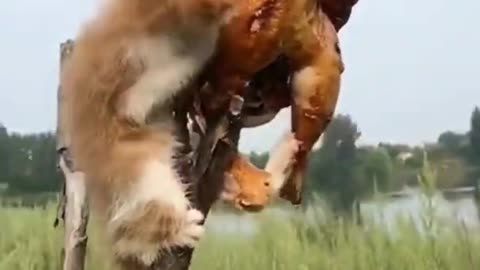CAT FUNNY AND LAUGHING VIDEO