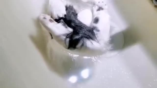 Floating cat