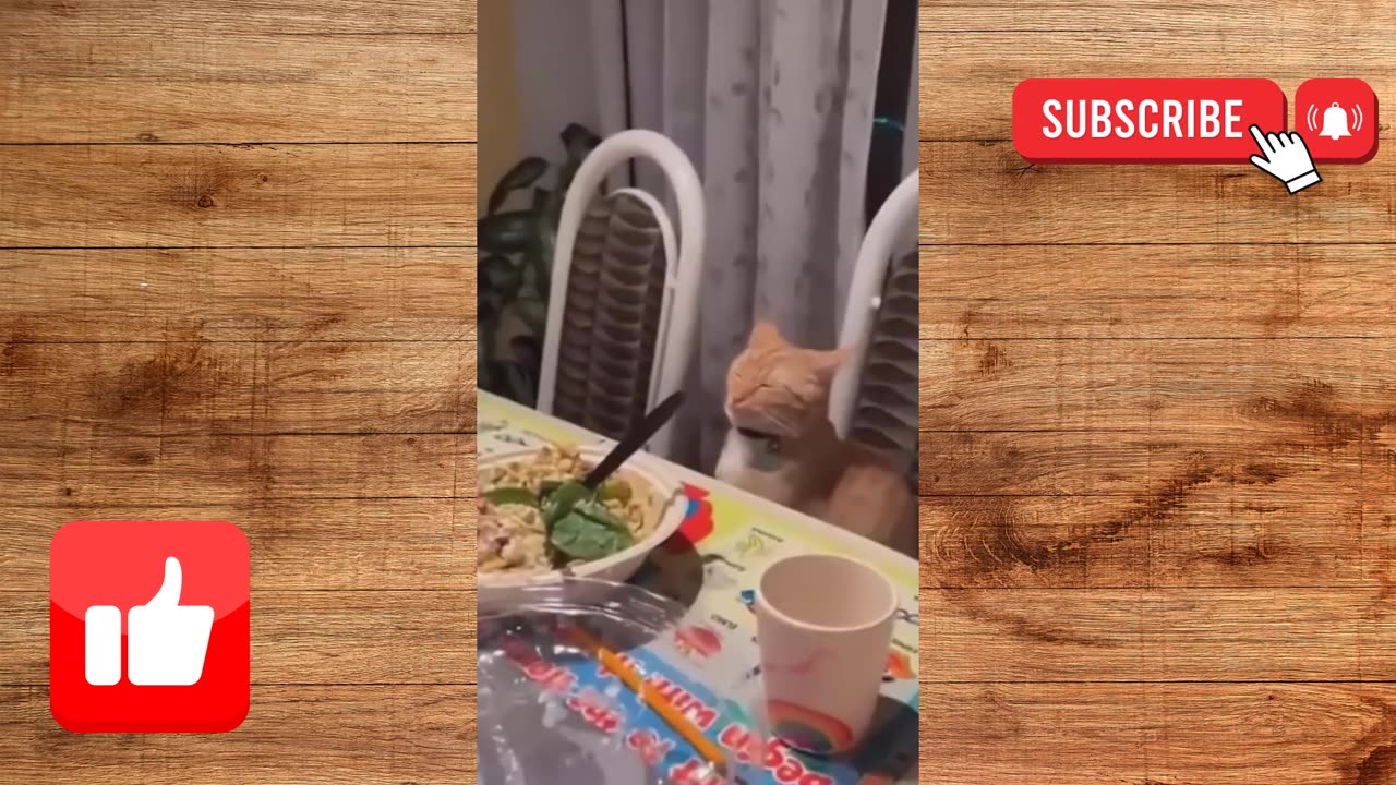 FUNNY CAT MEMES COMPILATION #7