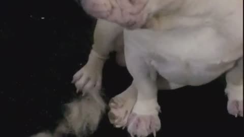 Funny daily behaviors of French bulldogs