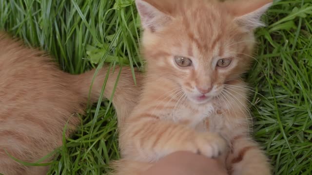 Funny Animal Videos 2022 π - Best Dogs And Cats Videos πΊπ
