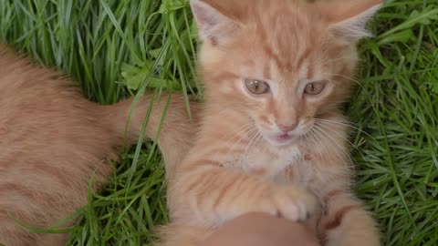 Funny Animal Videos 2022 😂 - Best Dogs And Cats Videos 😺😍