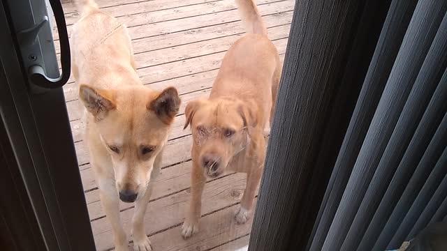 Henry and Brita want in house