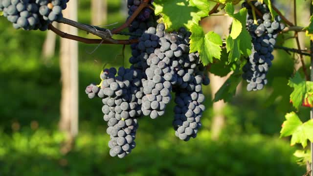 Delicious grapes