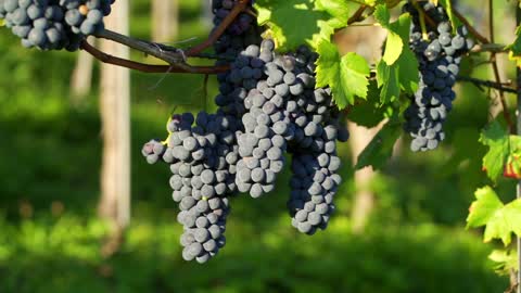 Delicious grapes