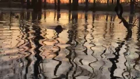 Wood Duck Hunting 2020